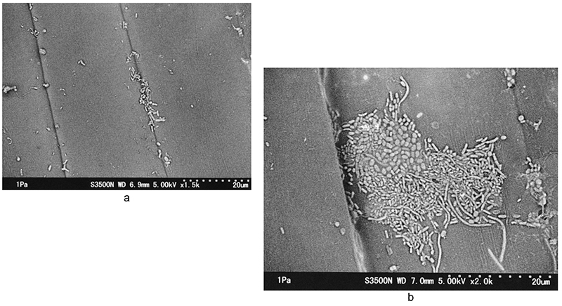 Hình 3  Vi sinh vật dính trên thân của củ cải (Nhúng trong nước điện phân axit mạnh và nước máy)