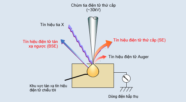 Nguyên lý cơ bản về kính hiển vi điện tử quét (SEM)