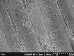 Quan sát vi sinh vật trên rau sạch dùng kính hiển vi điện tử quét có độ áp suất biến đổi (VP-SEM) và bàn mẫu lạnh