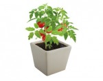 Xác định hàm lượng các chất dinh dưỡng trong dung dịch đất và nhựa cây cà chua