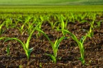 Một số câu hỏi thường gặp trong kiểm tra chất lượng đất nông nghiệp