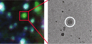 Cryo CLEM – the Combination of Cryo Fluorescence Microscopy with Cryo Electron Microscopy