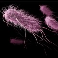 Vi khuẩn Enterobacteriaceae