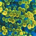 Vi khuẩn Staphyloccal enterotoxins