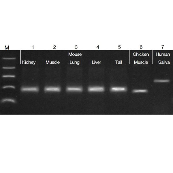 Bộ kit tách chiết PCR nhanh Accuris - Ảnh 3