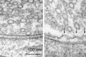 Máy cấp đông áp suất cao EM ICE