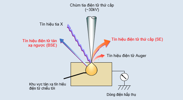 Nguyên lý cơ bản về kính hiển vi điện tử quét (SEM) Nguyên lý cơ bản về kính hiển vi điện tử quét (SEM)